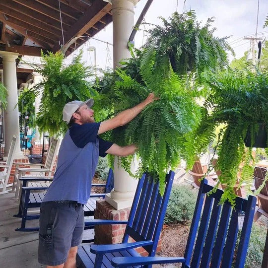Artificial Hanging Boston Fern UV-Resistant Outdoor Decor Plant