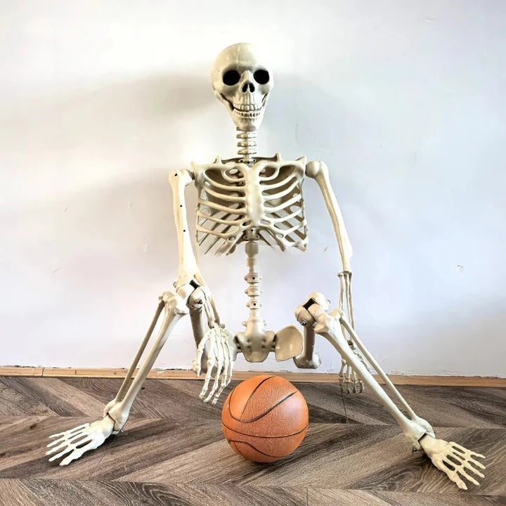 Anatomical Skeleton Model Life-Size Educational Display - Lenila