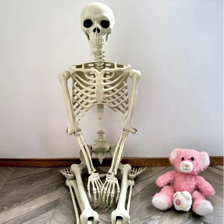 Anatomical Skeleton Model Life-Size Educational Display