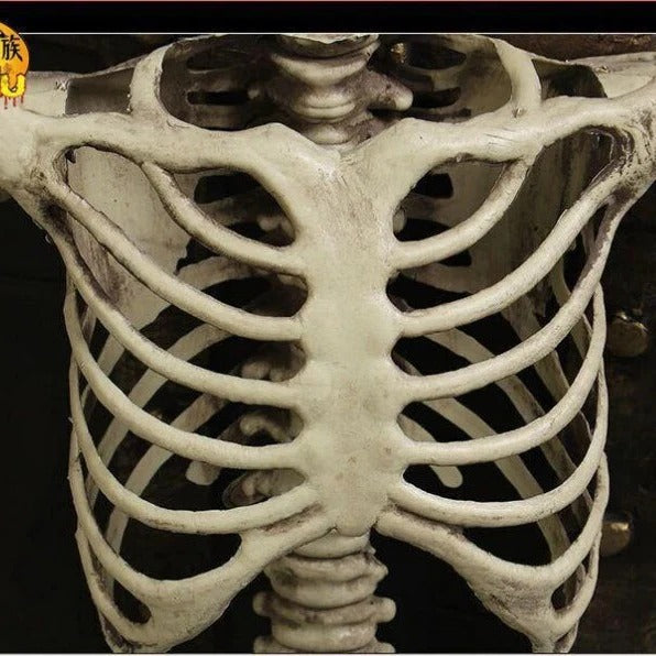 Anatomical Skeleton Model Life-Size Educational Display