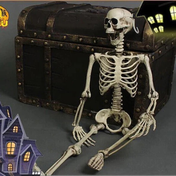 Anatomical Skeleton Model Life-Size Educational Display