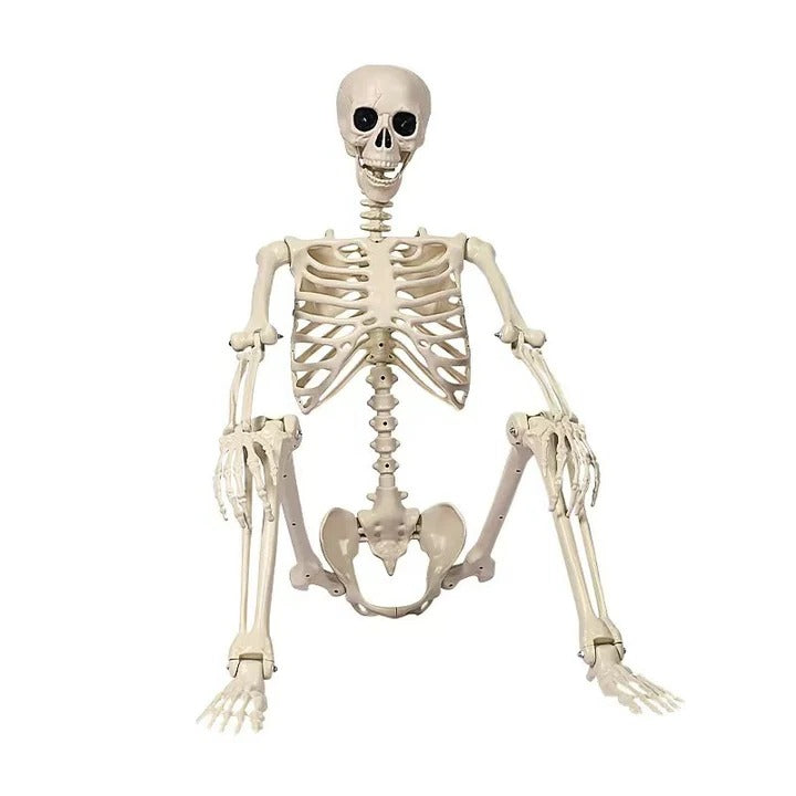 Anatomical Skeleton Model Life-Size Educational Display