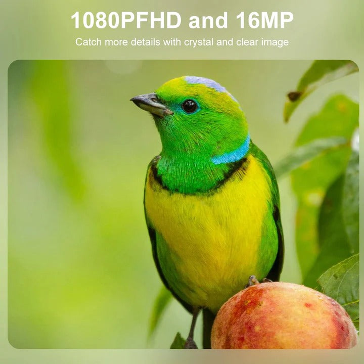 Trail Camera with High-Definition Night Vision