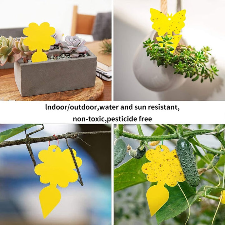 Indoor Insect Catcher with Adhesive Surface for Fruit Fly and Fungus