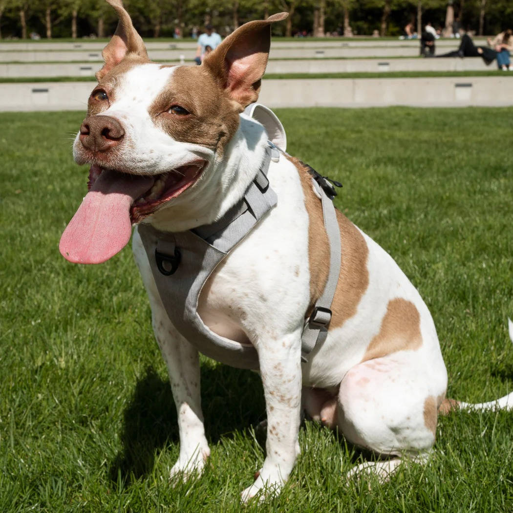 Pet Dog Harness Magnetic One-Hand Clip No-Pull Design