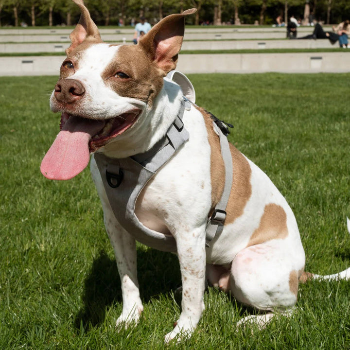 Pet Dog Harness Magnetic One-Hand Clip No-Pull Design