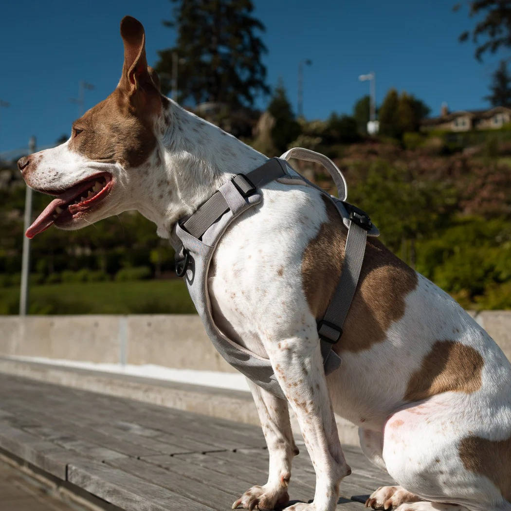 Pet Dog Harness Magnetic One-Hand Clip No-Pull Design