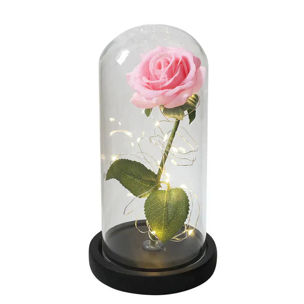 LED Dome Display with Battery-Powered Preserved Item